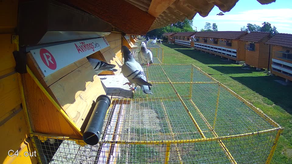 Pigeon Arrival Image For Race Race 2