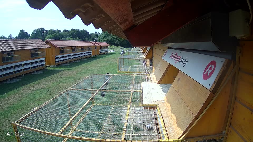 Pigeon Arrival Image For Race Race 3
