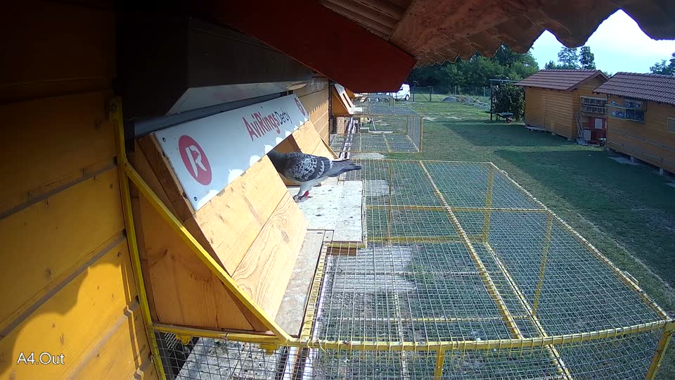 Pigeon Arrival Image For Race Race 4