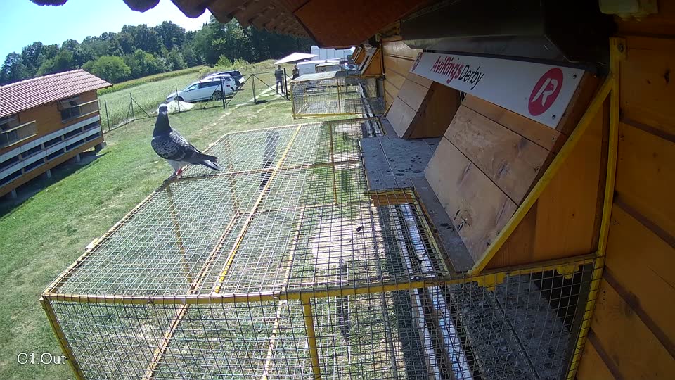 Pigeon Arrival Image For Race Race 5