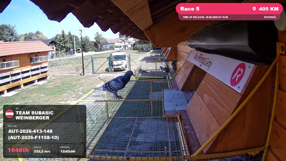 Pigeon Arrival Image For Race Race 5
