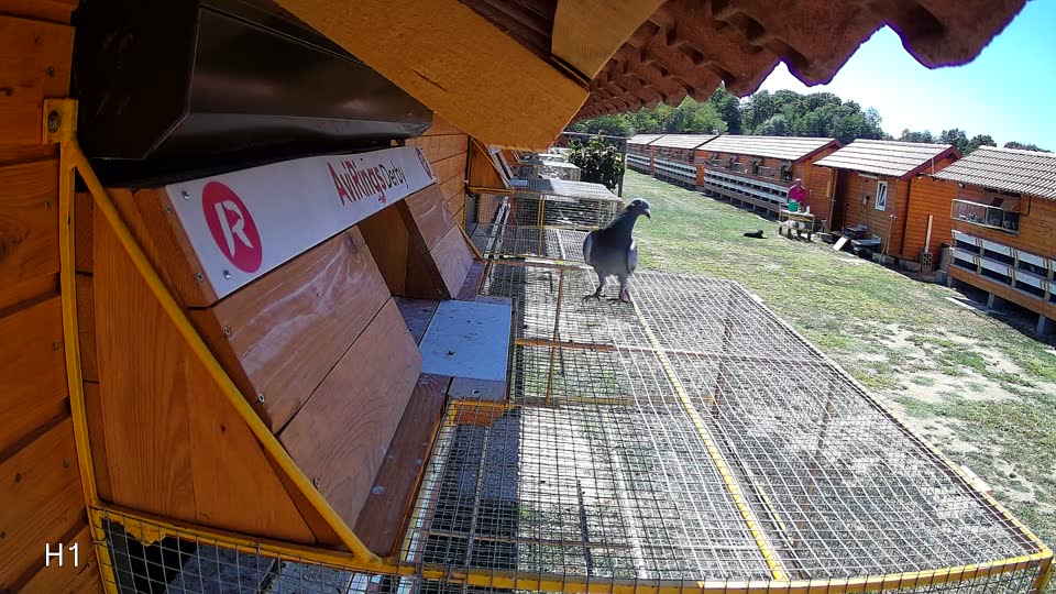 Pigeon Arrival Image For Race Race 3