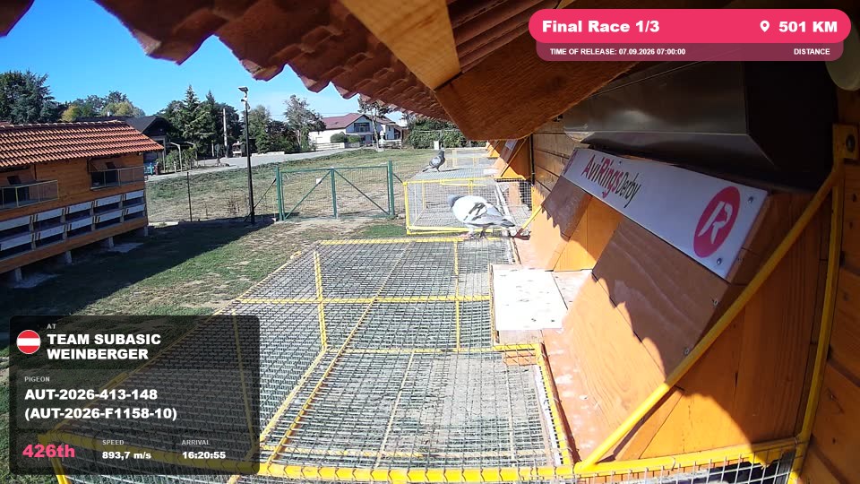 Pigeon Arrival Image For Race Final Race 1/3