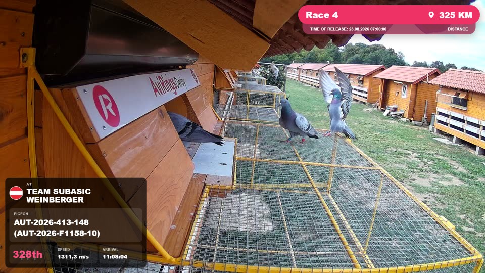 Pigeon Arrival Image For Race Race 4