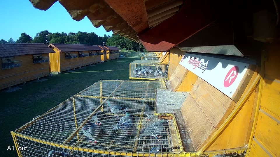 Pigeon Arrival Image For Race Race 1