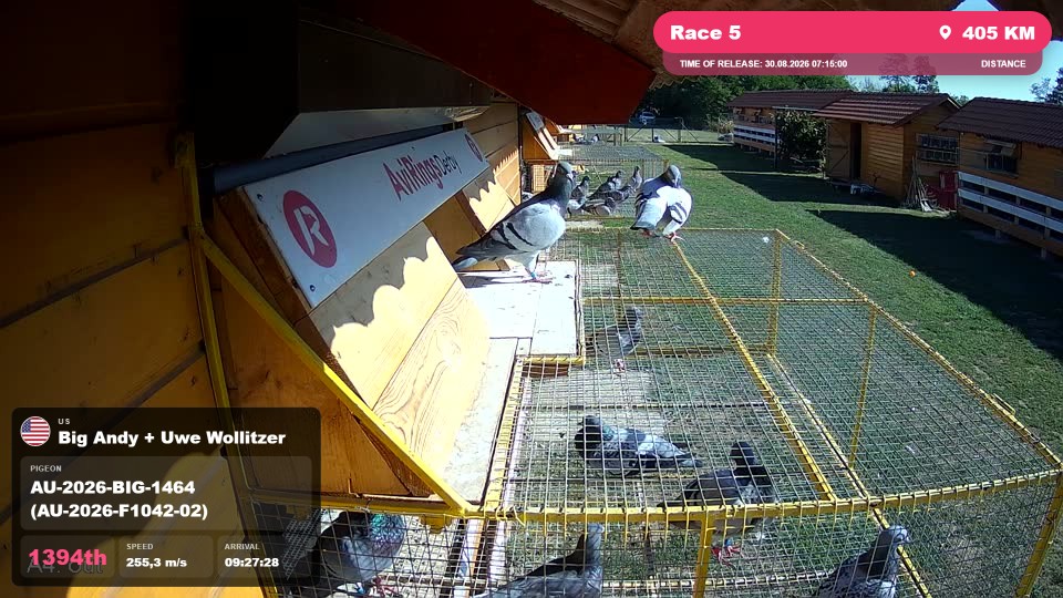 Pigeon Arrival Image For Race Race 5