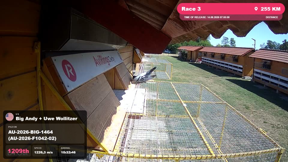 Pigeon Arrival Image For Race Race 3