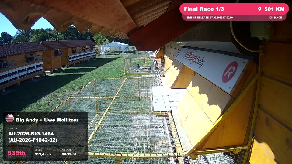 Pigeon Arrival Image For Race Final Race 1/3