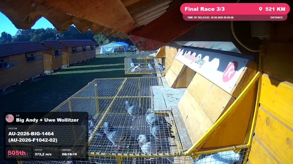 Pigeon Arrival Image For Race Final Race 3/3