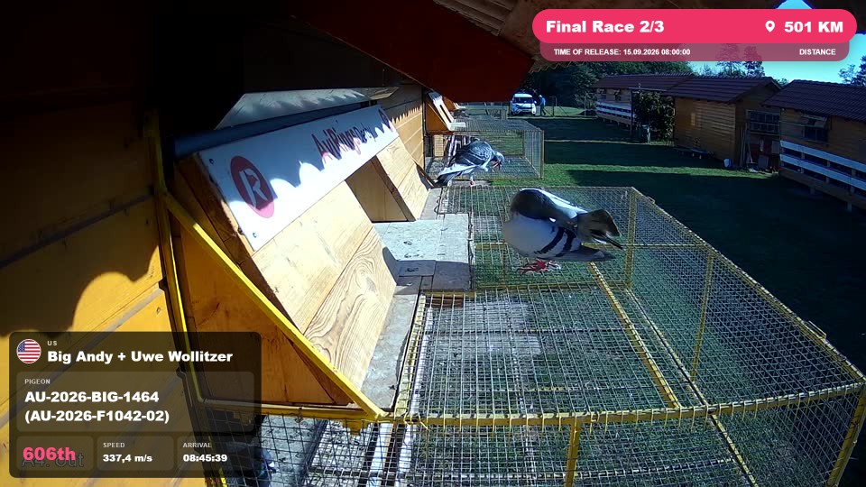 Pigeon Arrival Image For Race Final Race 2/3