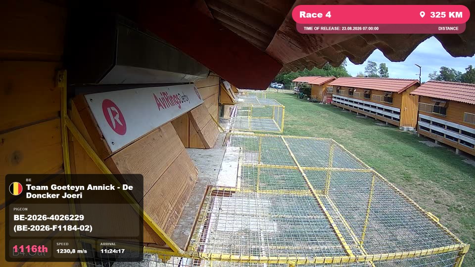 Pigeon Arrival Image For Race Race 4