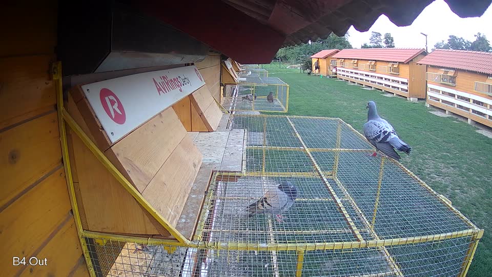 Pigeon Arrival Image For Race Race 6