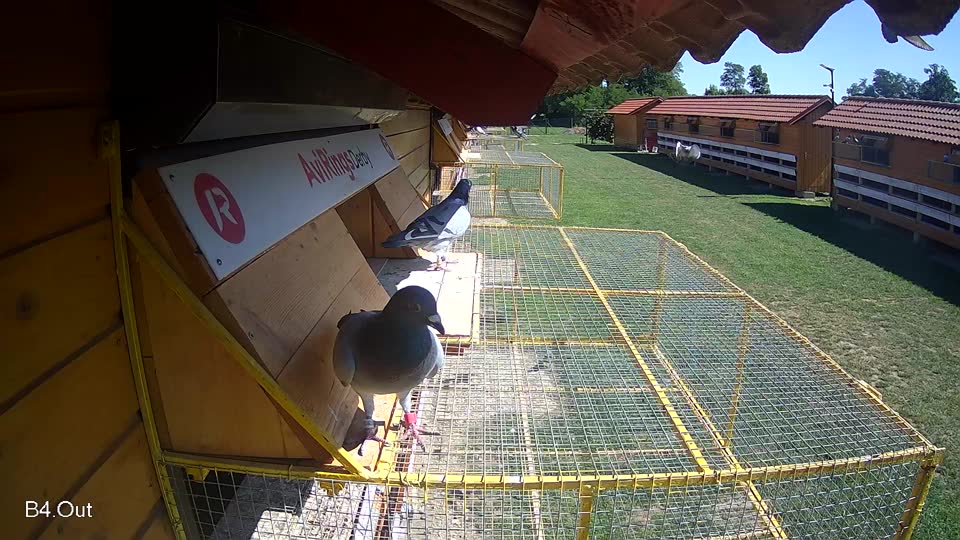 Pigeon Arrival Image For Race Race 2