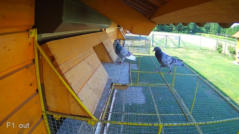 Pigeon Arrival Image For Race Race 1