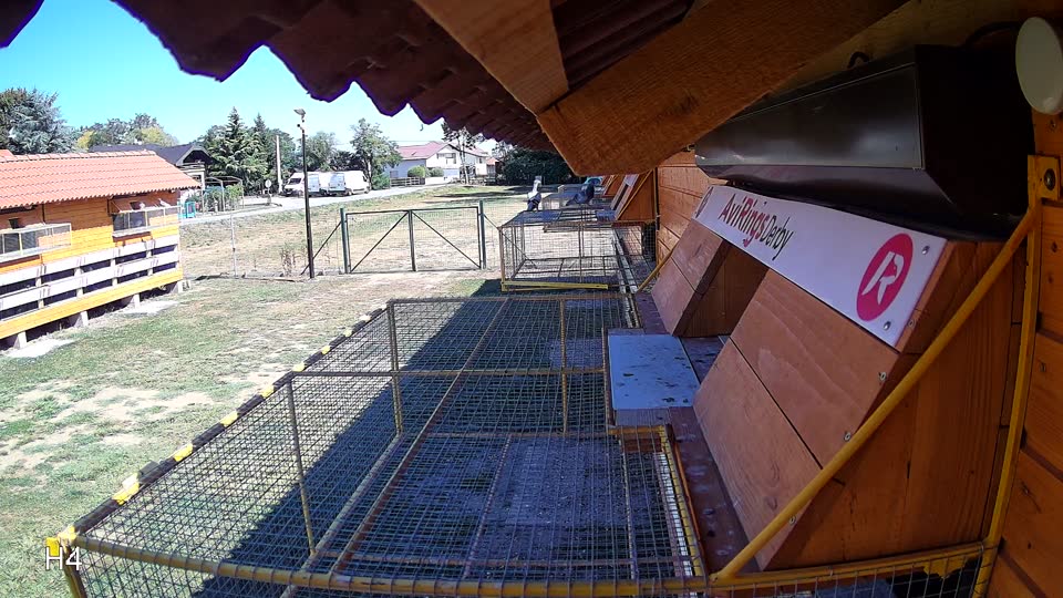 Pigeon Arrival Image For Race Race 3