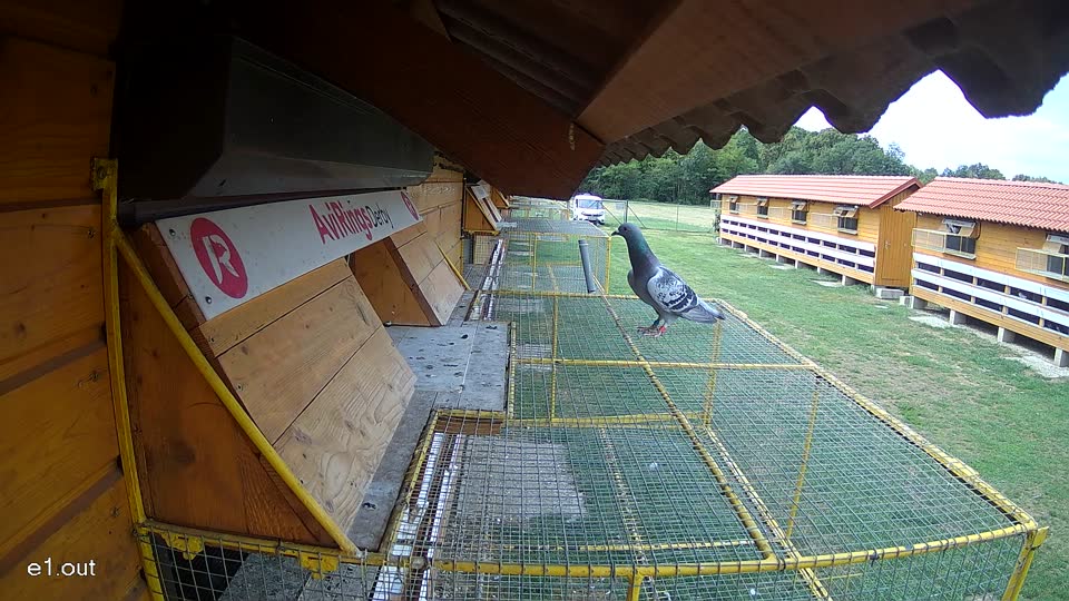 Pigeon Arrival Image For Race Race 4