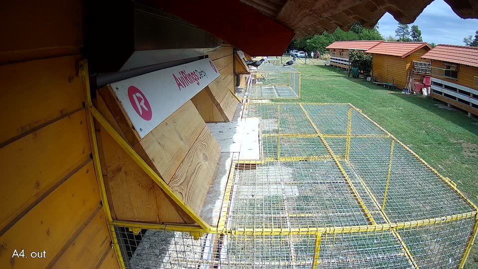 Pigeon Arrival Image For Race Race 4