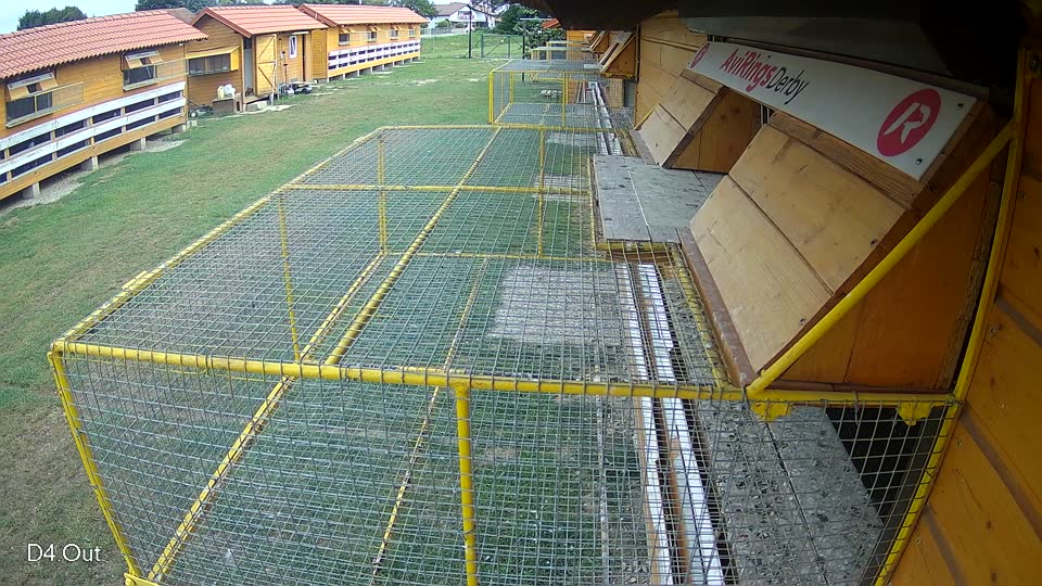 Pigeon Arrival Image For Race Race 3