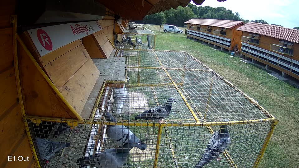 Pigeon Arrival Image For Race Race 4