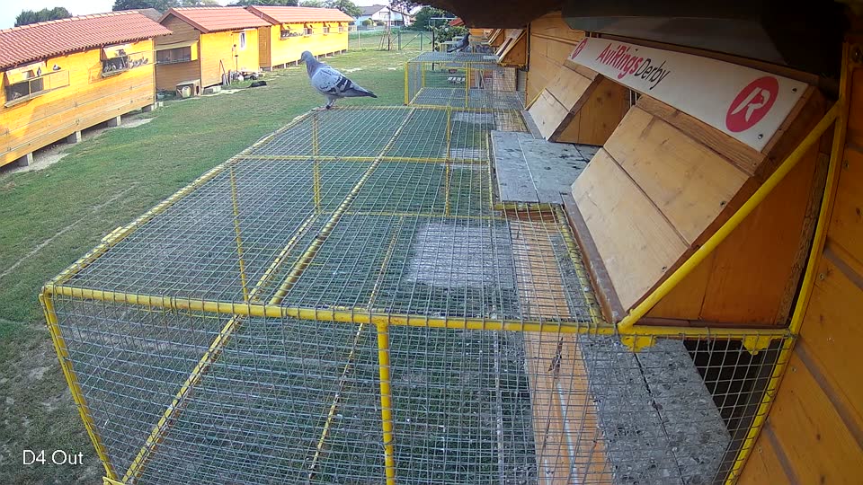 Pigeon Arrival Image For Race Race 4