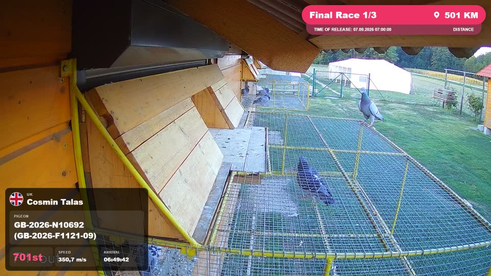 Pigeon Arrival Image For Race Final Race 1/3