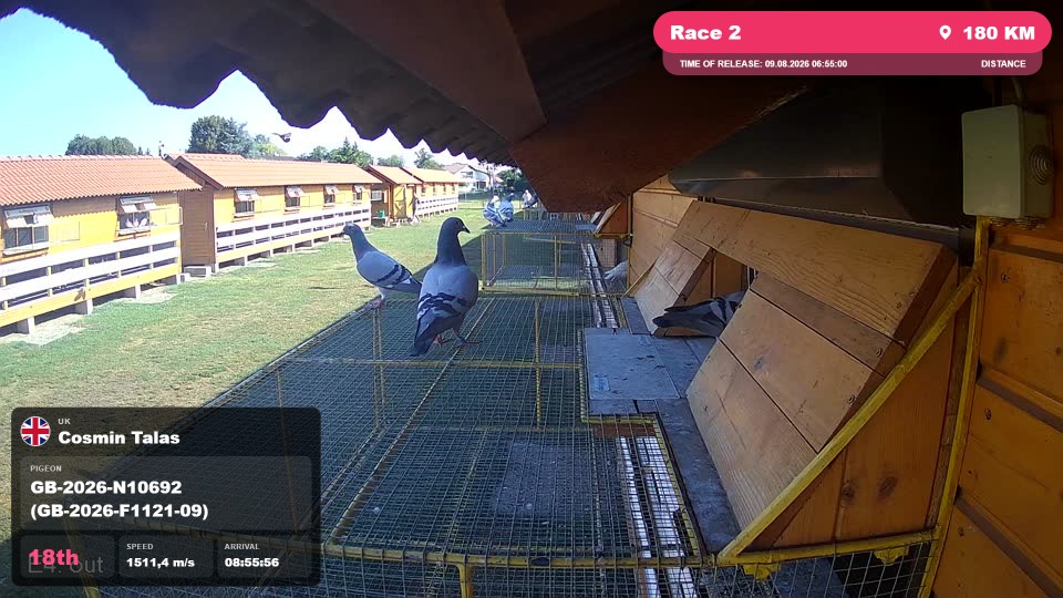 Pigeon Arrival Image For Race Race 2