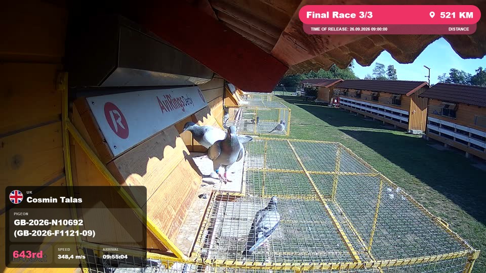 Pigeon Arrival Image For Race Final Race 3/3