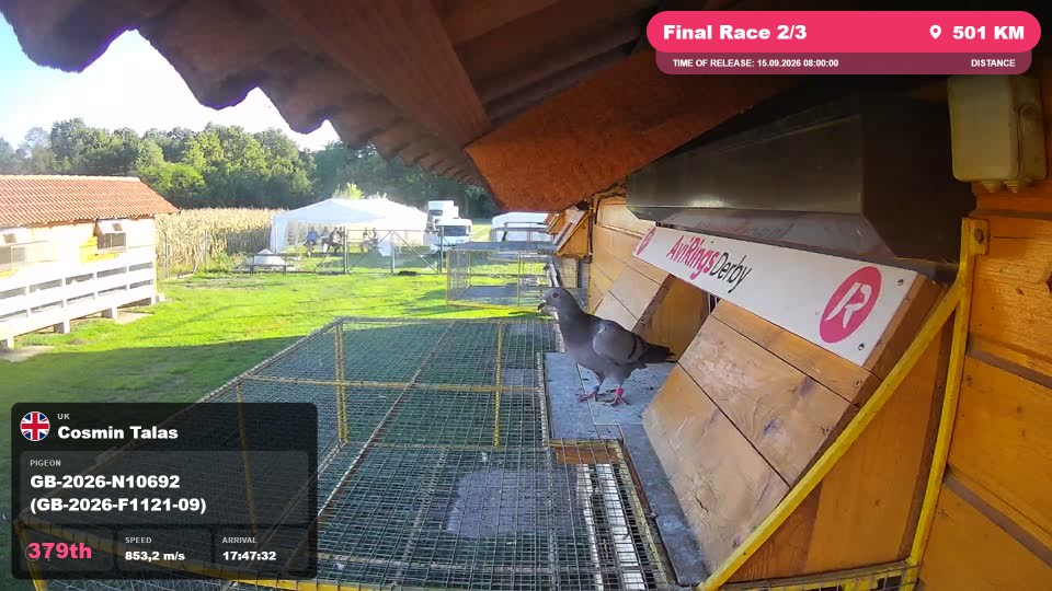 Pigeon Arrival Image For Race Final Race 2/3