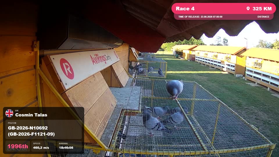 Pigeon Arrival Image For Race Race 4