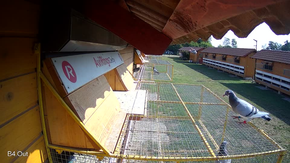 Pigeon Arrival Image For Race Race 1