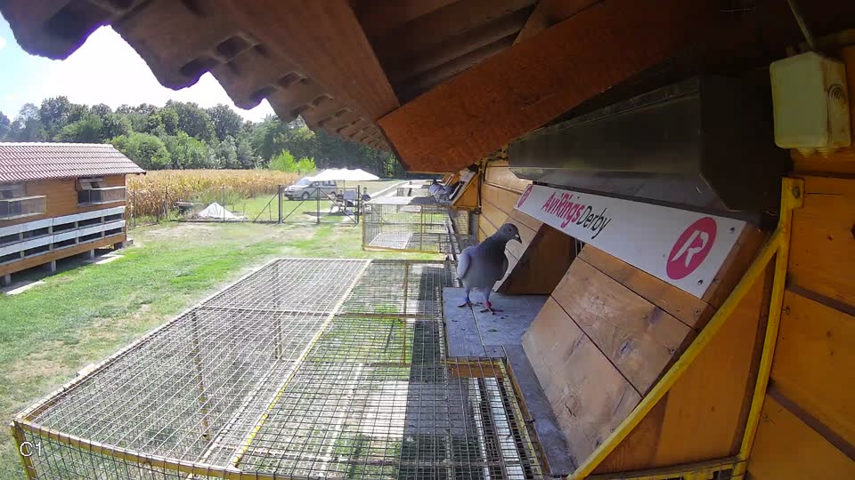 Pigeon Arrival Image For Race Race 5