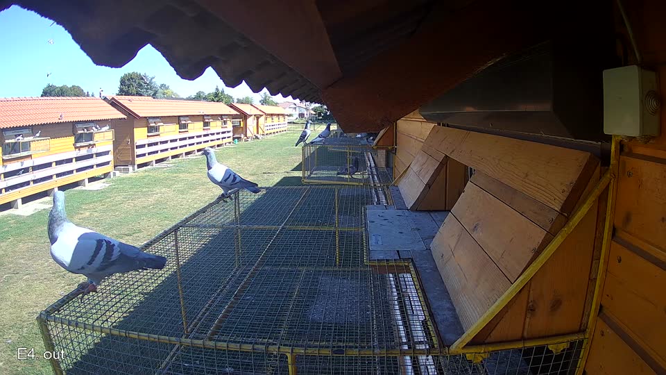 Pigeon Arrival Image For Race Race 3