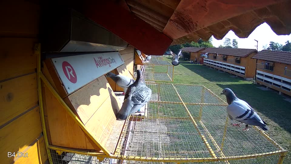 Pigeon Arrival Image For Race Race 1