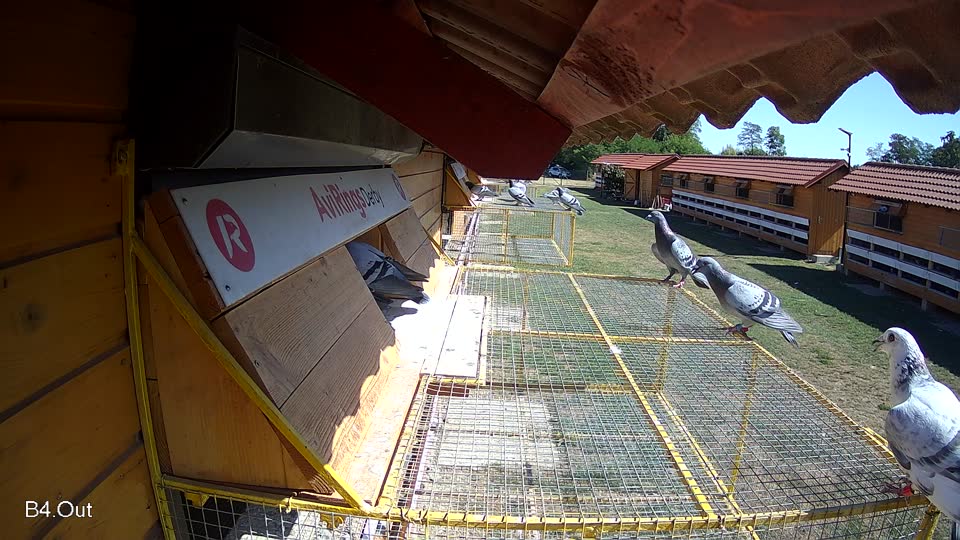 Pigeon Arrival Image For Race Race 3