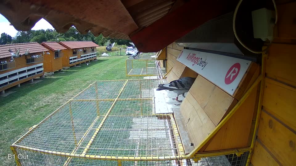 Pigeon Arrival Image For Race Race 4