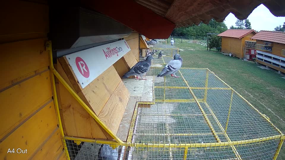 Pigeon Arrival Image For Race Race 4