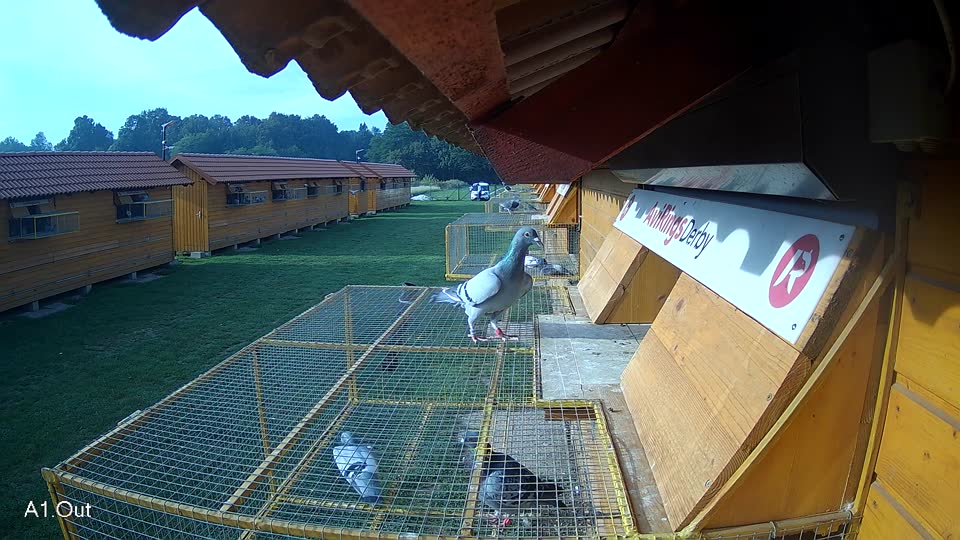 Pigeon Arrival Image For Race Final race 1