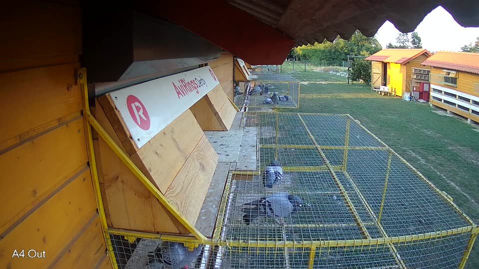 Pigeon Arrival Image For Race Race 5