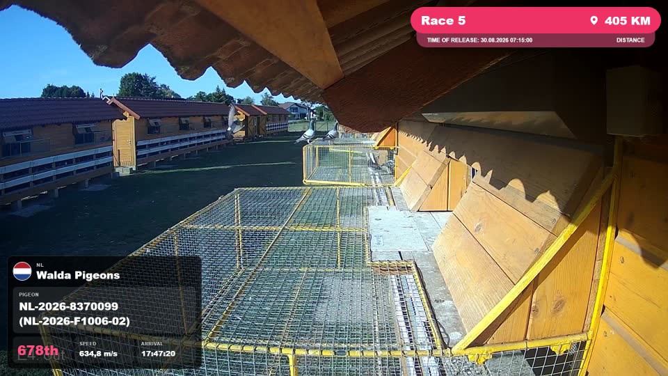 Pigeon Arrival Image For Race Race 5