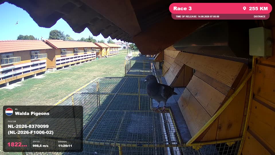 Pigeon Arrival Image For Race Race 3