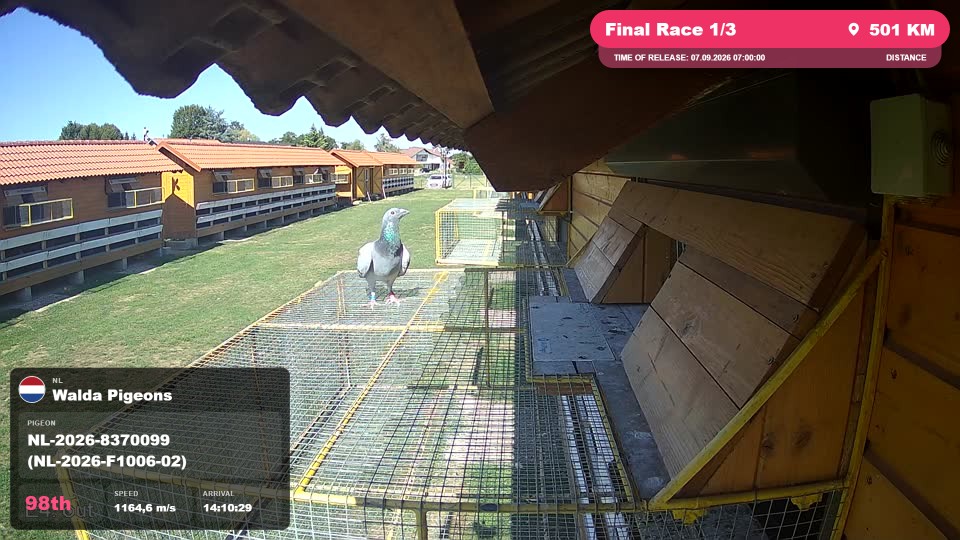 Pigeon Arrival Image For Race Final Race 1/3