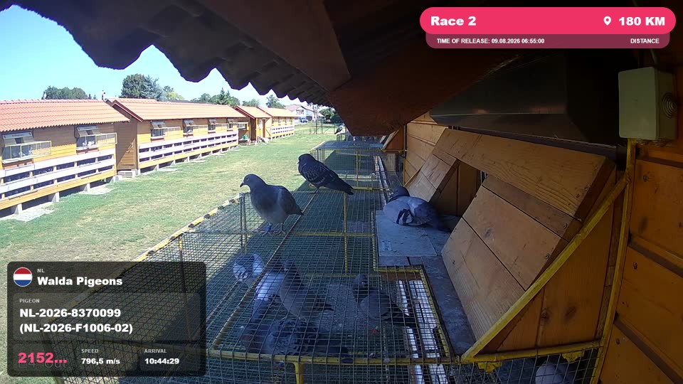 Pigeon Arrival Image For Race Race 2
