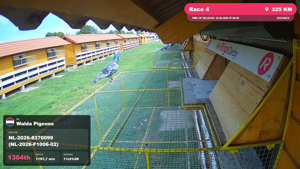 Pigeon Arrival Image For Race Race 4