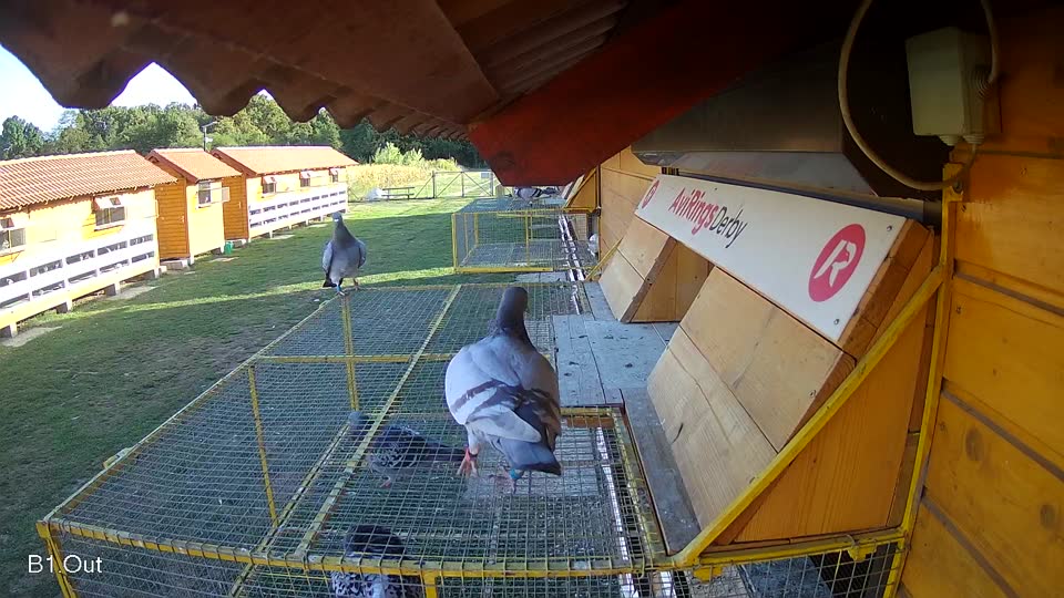 Pigeon Arrival Image For Race Race 5