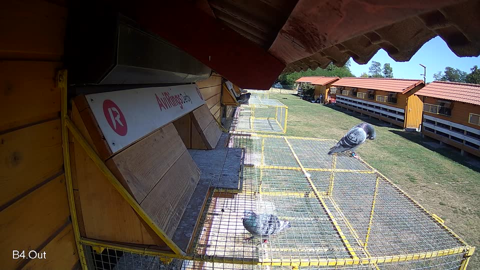 Pigeon Arrival Image For Race Race 3