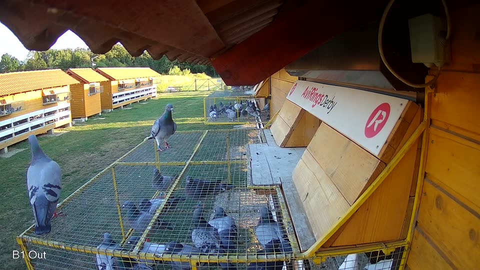Pigeon Arrival Image For Race Race 2