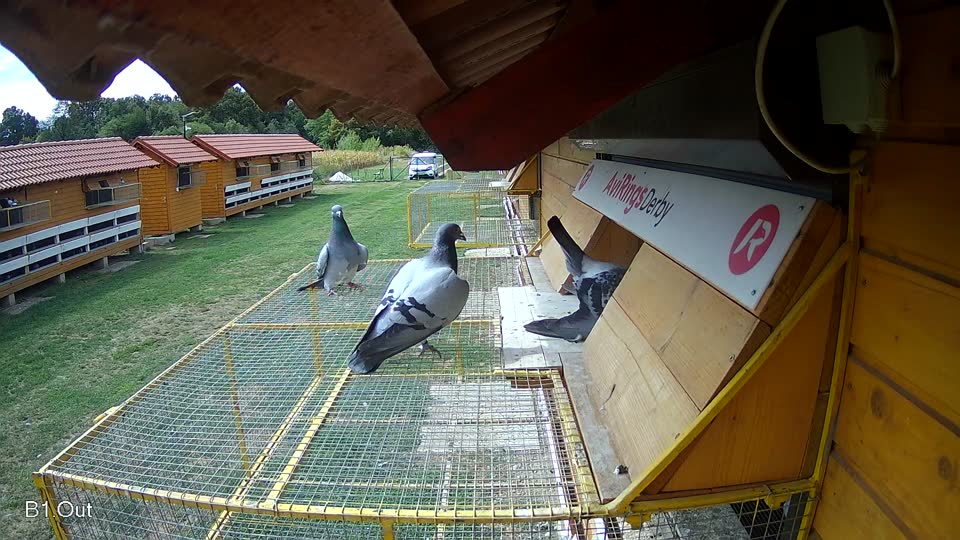 Pigeon Arrival Image For Race Race 4