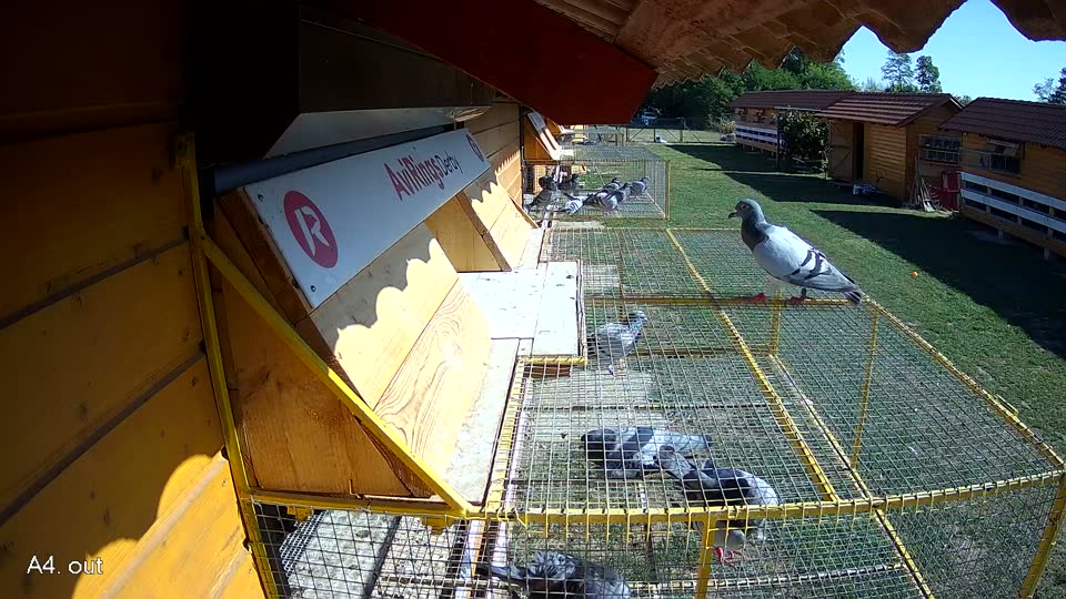 Pigeon Arrival Image For Race Race 5