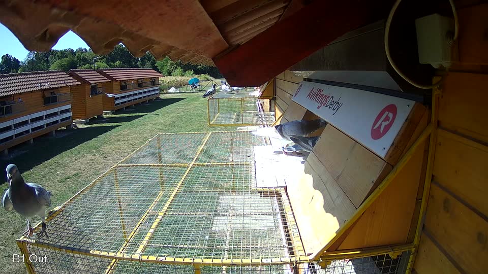 Pigeon Arrival Image For Race Race 3