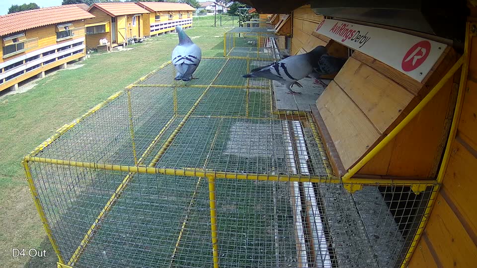 Pigeon Arrival Image For Race Race 3